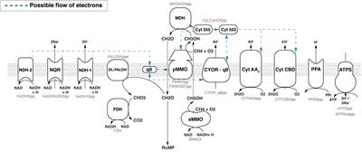 A Genome-Scale Metabolic Model for Methylococcus capsulatus (Bath) Suggests Reduced Efficiency Electron Transfer to the Particulate Methane Monooxygenase